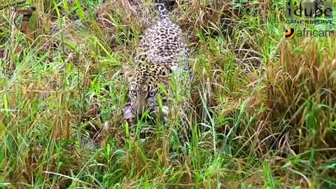 Incredible Footage Of Fishing Leopard!!! - African Safari.mp4