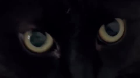 Amazing cat 🐈 trending video