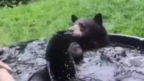 Are you seen cute baby bear bathing and swimming ?