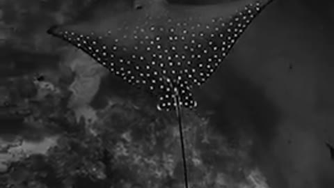 SPOTTED EAGLE RAY - MALDIVES 💙💙