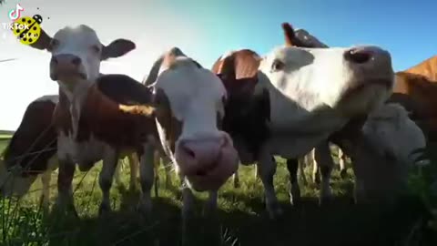 cow dance video