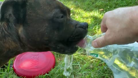 My dog likes to drink water like a person