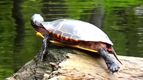 Painted Turtle