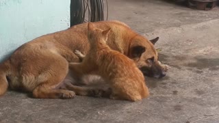 Cat Gives Relaxed Dog a Massage