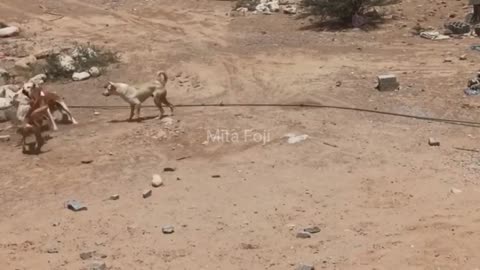 Street Dog Fight in africa