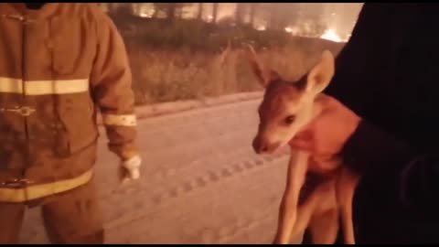 In the south of the Chelyabinsk region, firefighters rescued a deer from captivity