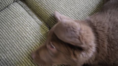 Cutest Puppy Yawn