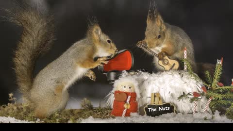 Incredible imagery of squirrels and music instruments