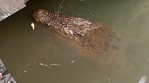 Friendly Crocodile Wants Fish