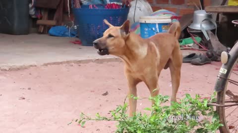 Fake tiger dog prank to dog very funny lol