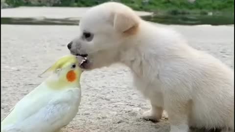 puppy Dog vs parrots gaming video funny