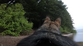 GoPro-wearing dog gets the zoomies in the woods