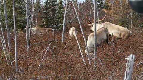 Canadian Migratory Male Caribou Calling Females