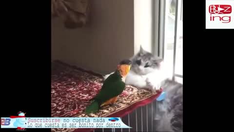Cat and parrot animal 2022 videos👈🐈😸😸😺👍👍👍👍