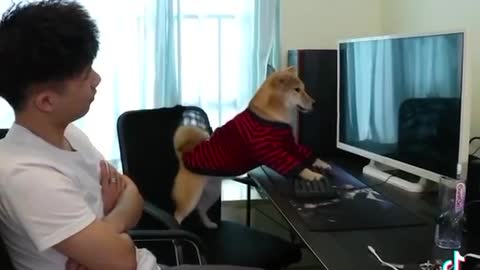 Funny Dog Play Computer Games
