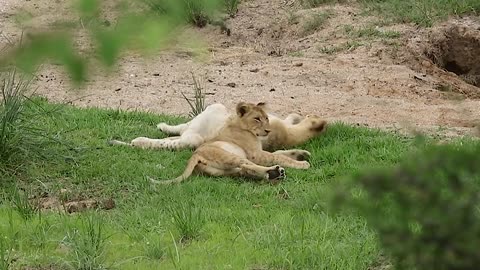 Wild Lion Cubs Playing