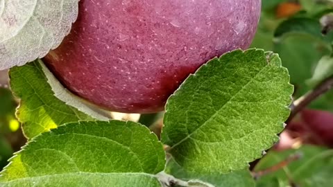 Apple Land Apple Farm London Ontario #apple