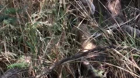 Campers Help Overheated Koala