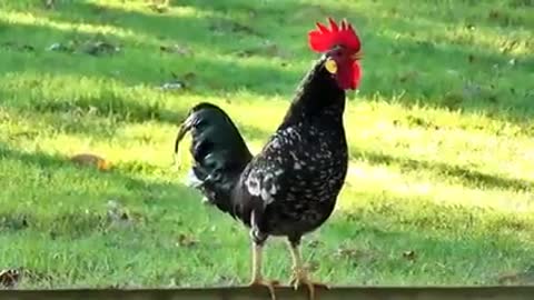 Rooster Crowing Compilation Plus - Rooster crowing sounds Effect