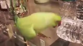 Get yourself a parrot, they said! Parrots are cute, they said!