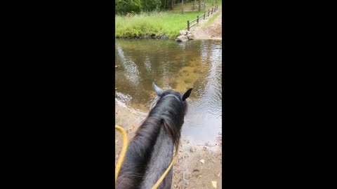 Steele crossing the creek solo - 2 Aug 2024