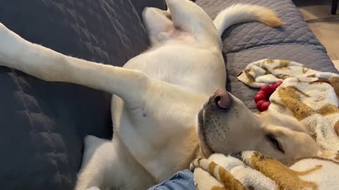 Sleepy pup snores hilariously loud