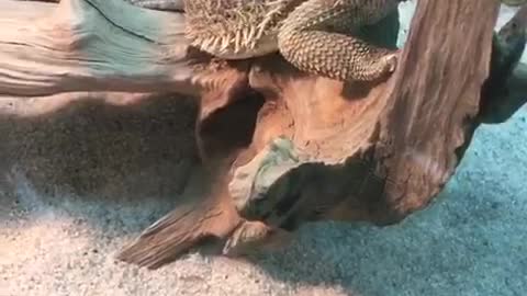 amazing reptile