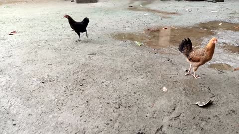 village hen ,,so cute chicken