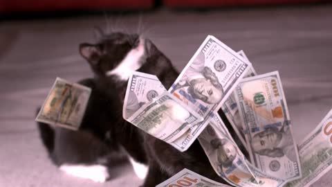 Raining Cash Onto Kittens Slow Motion