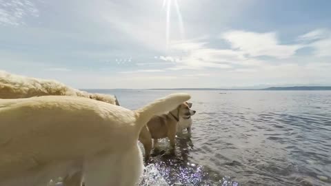 Group of dogs playing with Tennis Ball in the water at a public beach park