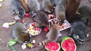 Raccoons Feed on Breakfast Buffet