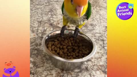 This Parrot Just Got A Little Puppy Brother And He Is NOT Happy - Best Animal Friends - Dodo Kidsp4