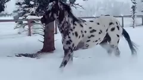 Snow horse