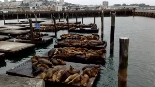 Seals in San Francisco Bay