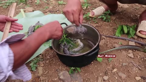 Bushwalkers catch geckos Forest lizards and delicious geckos