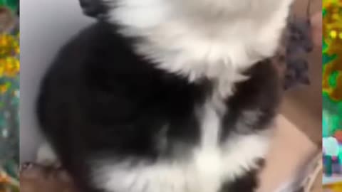 baby husky howling cute