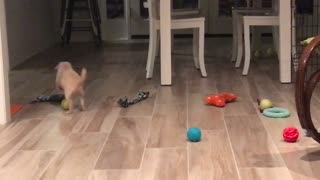 Puppy playing with ball