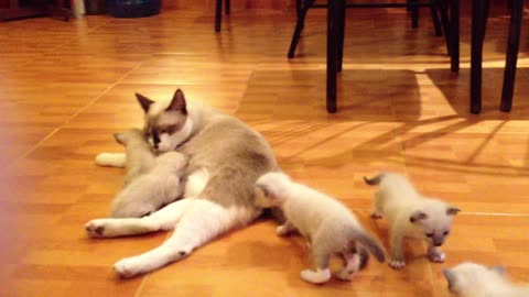 The cat Mika and her offspring are lovely Baby Cats
