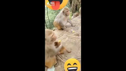 Monkey comedy /funny videos Monkey whatsapp comedy status videos