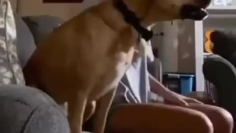 Dog gets excited watching football