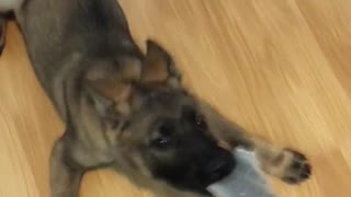 Mocha - puppy wipes the floor