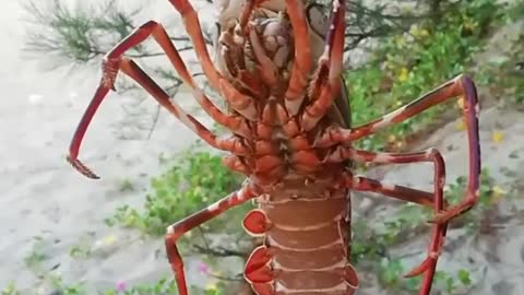 Homarus lobsters