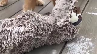 Dog's Favorite Toy Frozen to the Floor