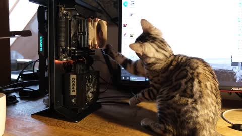 cat VS machine