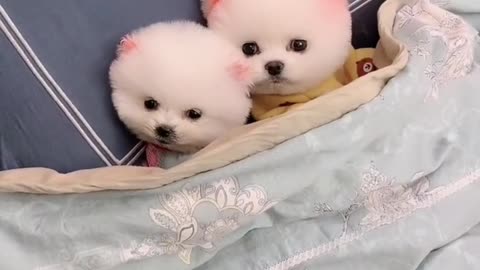 Little babies on the bed