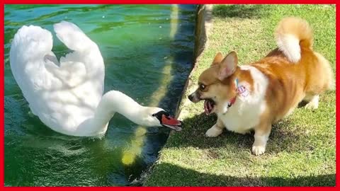 Funny cute dogies meeting each other