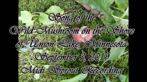 Song of the Wild Mushroom on the Union Lake Shore Line 2019