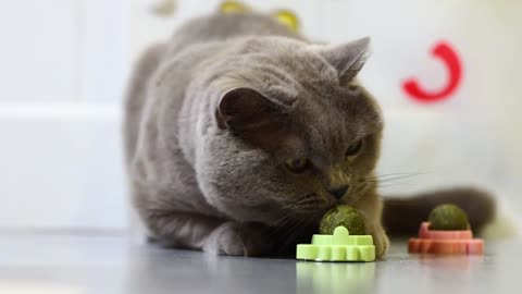 How attractive catnip is to cats