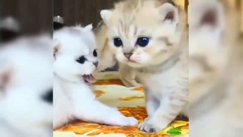 Cute Cats and Funny Cats