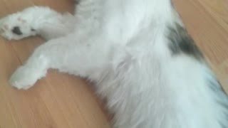 White cat asleep getting dragged by owner